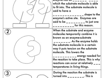 GCSE Digestion, Teeth, Enzymes and Absorption Bundle by beckystoke