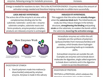 Biology AS Level Revision Notes - Enzymes and Plasma Membranes