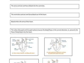Function of the Heart