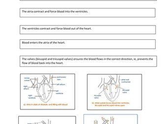 Function of the Heart