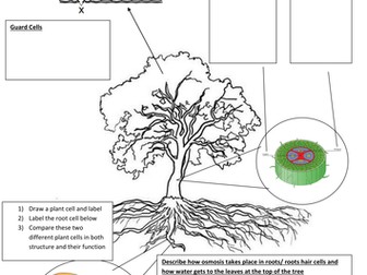 Photosynthesis / structure of tree/ phloem/ roots/ leaf