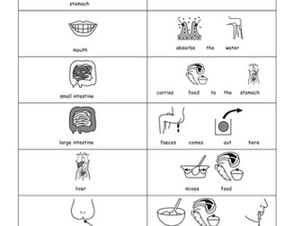 KS3 digestive system