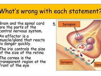 The brain (AQA New Specification) 