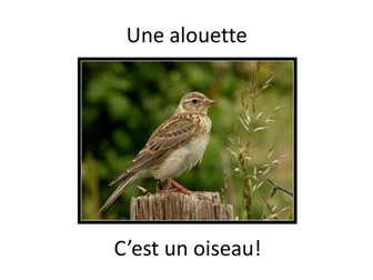 Body parts song chanson Alouette gentille alouette