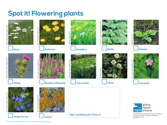Spot It: Flowering Plants