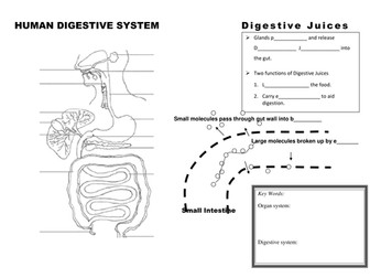 Digestive System - organs and digestion summary