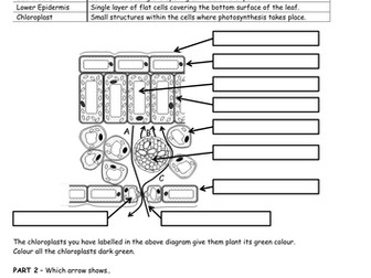 Inside a leaf / leaf structure low ability KS3