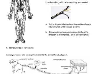 Nervous System summary