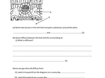 Xylem, Phloem, and Plant Transport
