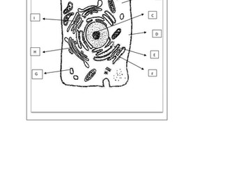 Label the human cell
