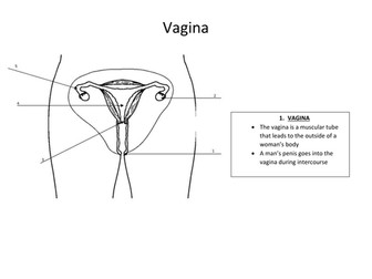 Year 7 KS3 Reproductive Systems