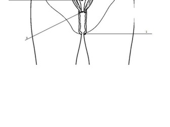 Year 7 KS3 Fertilisation