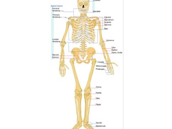 Skeleton and Muscles Assembly or Class Play