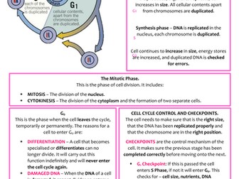 Biology AS Level OCR Revision Notes - Cell Division