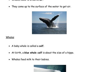 Non chronological report on whales 