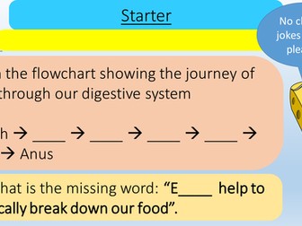 Bacteria and Enzymes in Digestion - Lesson Presentation