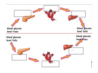 Controlling blood glucose levels flowchart