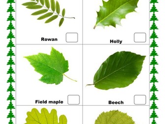 KS1 Science leaf hunt activity