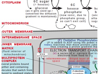 Aerobic Respiration Summary