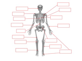 Skeleton - bones labelling worksheet
