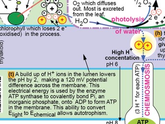 Photosynthesis Summary Diagram