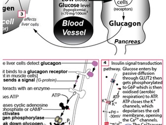 Glucose Regulation Diagram