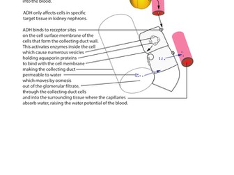 Osmoregulation - role of ADH