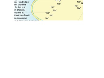 Synaptic Junction /  Nerve impulse crossing a synapse