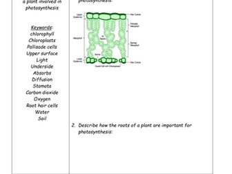 Photosynthesis GCSE