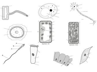 Specialised Cells Pictures