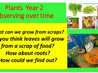 Plants Observing scraps Over time Year 2