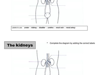 Kidney Dissection 