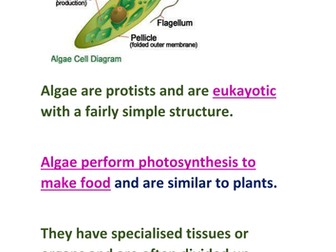 Protists and unicellular organisms power point and information hunt 