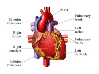 New AQA GCSE Biology Unit 4.2.2 Animal Tissues, Organs and Organ Systems