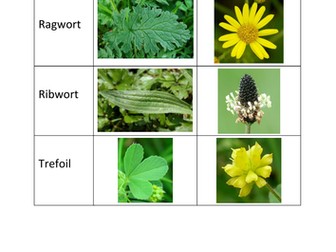 Indoor Plant Sampling Activity
