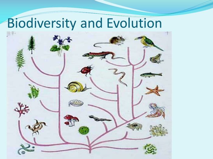 Biodiversity, Habitats, Evolution, Classification | Teaching Resources