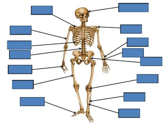 Anatomy of the Body Revision