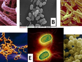 Bacterial Morphology (Shape) Identification