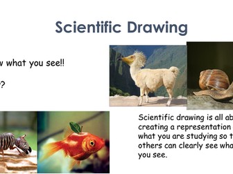 Scientific Drawing