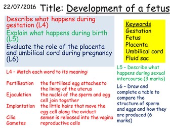 B1 3.4 Development of a fetus