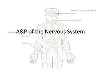 Anatomy and Physiology of the Nervous System (overview)