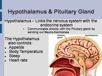 Anatomy by ScienceSpot - Teaching Resources - Tes