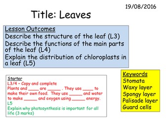 B2 2.2 Leaves