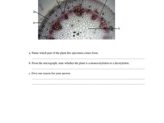 Internal structure of stem of flowering plant.