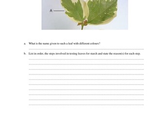 Experiment to show that chlorophyll  affects photosynthesis