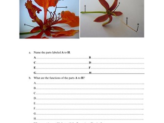 Structure and functions of a flower