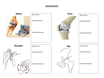 Synovial Joints Worksheet