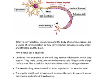 New AQA Trilogy: Specialised Animal Cells