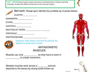 The muscular system worksheet GCSE PE/BTEC Sport