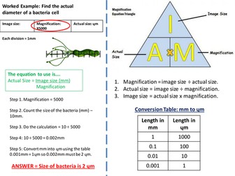NEW - AQA Biology Magnification Calculations B1